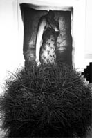 The only Bush I trust is my own