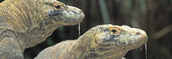 Dragones de Komodo