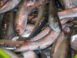 Sardinas