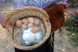 Gallina y huevos